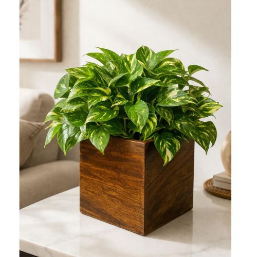 Wooden Planter Pot for Indoor Plants 