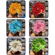 front view multicolour ladoo gopal pagdi floral design