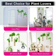 Stylish wooden plant holder set for succulents and indoor plants
